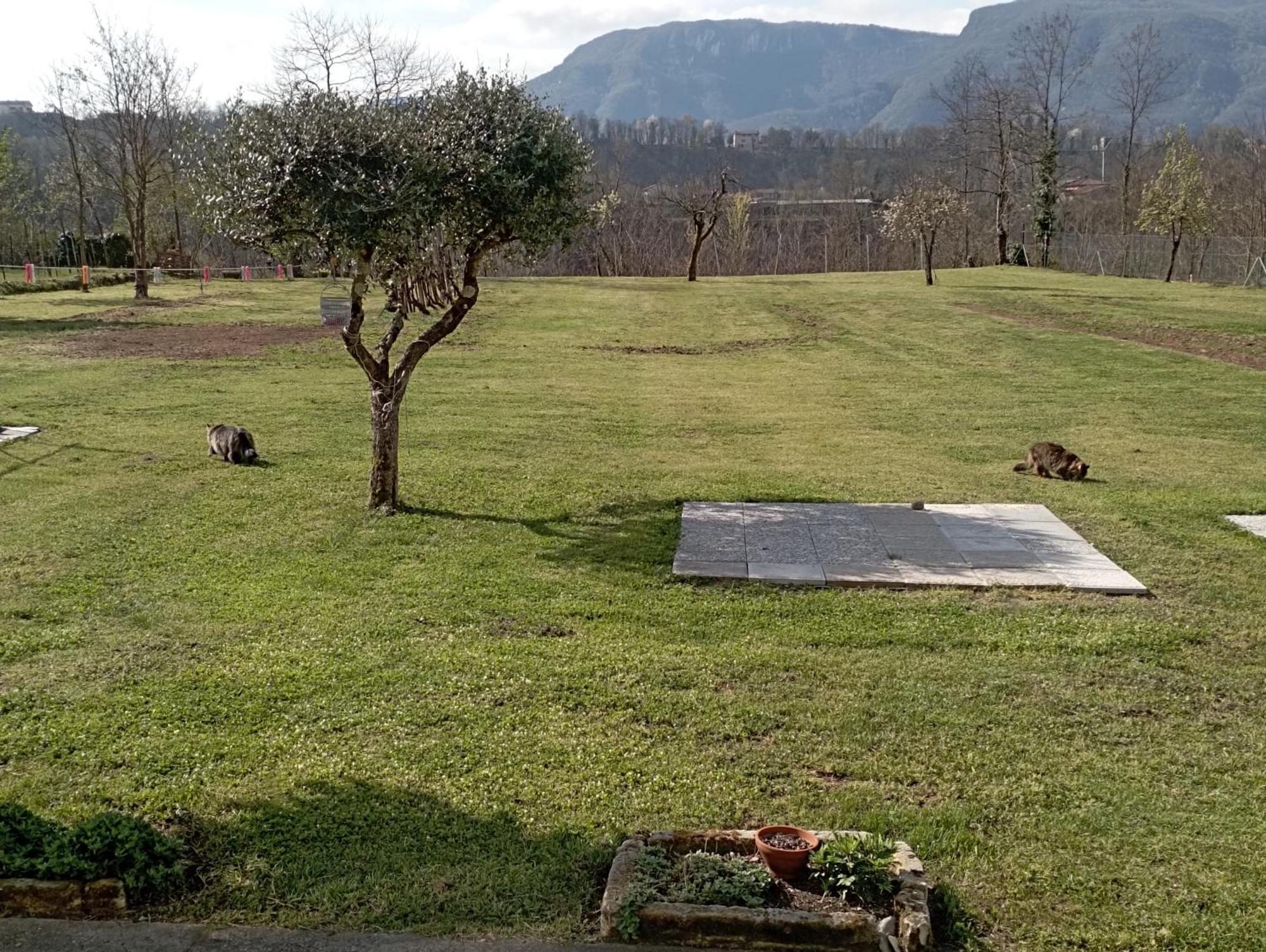 Affittacamere La Foresta Di Sopra Barga Buitenkant foto